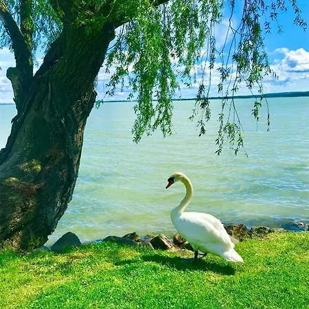 Lavender * Balatongyörök