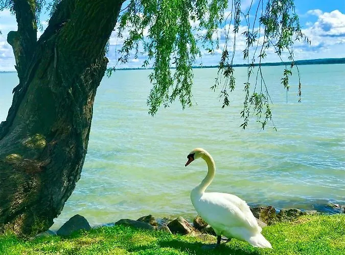 Lavender * Balatongyörök